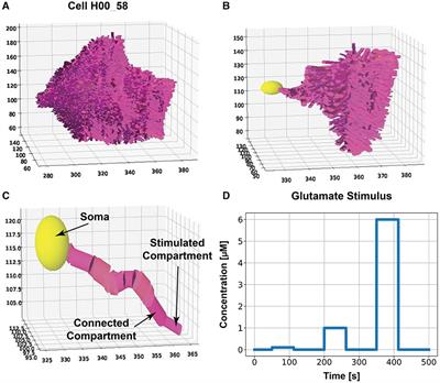 Computational modeling of the relationship between morphological heterogeneity and functional responses in mouse hippocampal astrocytes